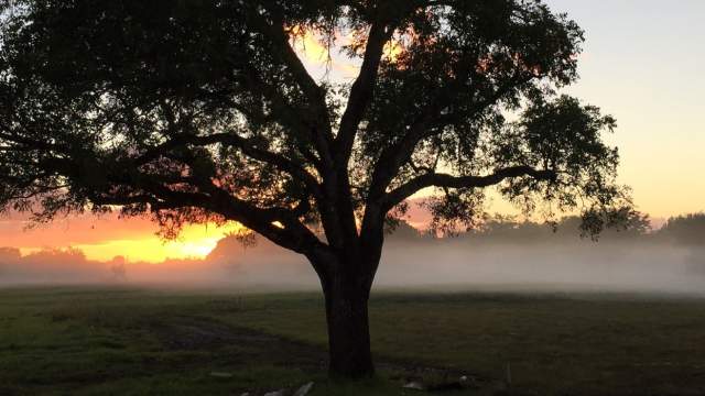 Tree at Dusk