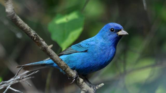 Indigo Bunting bird