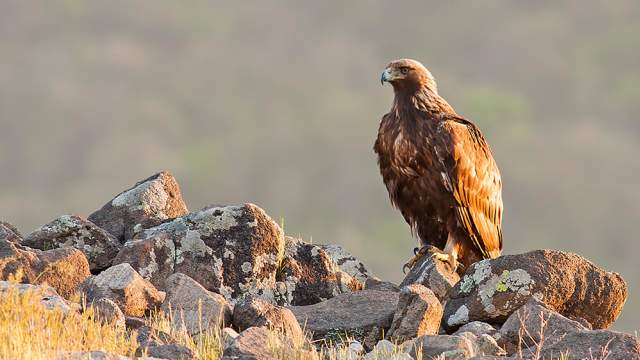 Golden Eagle