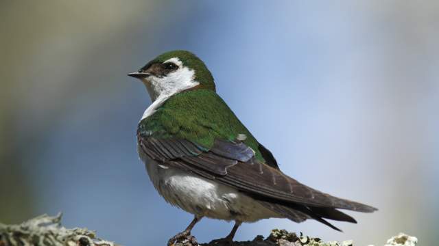 Violet-green Swallow bird