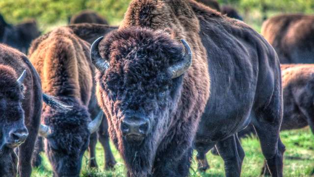 Bison Viewing at various nature parks and preserves around the state.