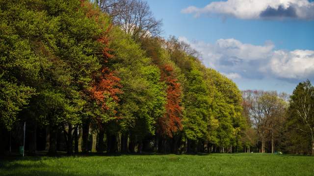 Estabrook Park - Trees