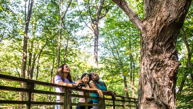 Three people stand on a wooden boardwalk at Schlitz Audubon Nature Center, looking up into the trees. They appear engaged and curious, with one person holding binoculars, surrounded by lush green forest.