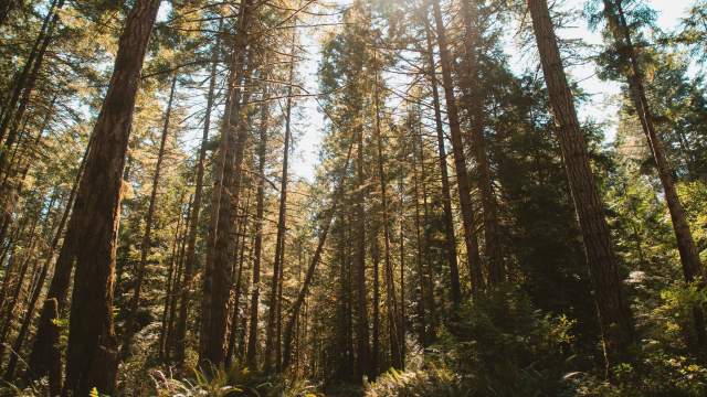 Sunlight filters through tall cedar trees in a forest while ferns line a quiet dirt path below.