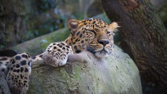 Audubon Zoo