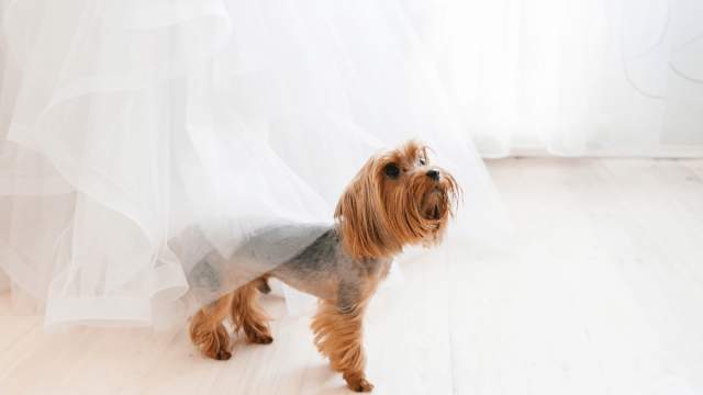 Planning a Dog Friendly Event - Aloft Ocean City