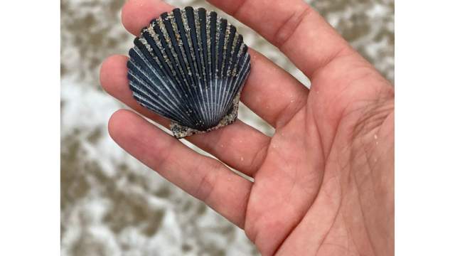 Seashell finds
