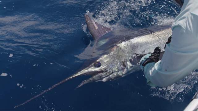 A big marlin caught in the ocean about to be lifted onto the boat.