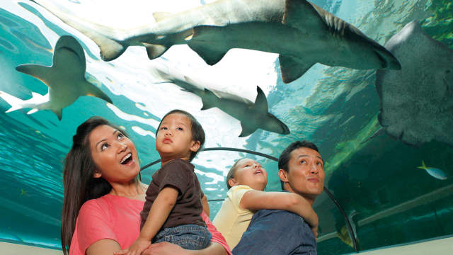 SEA LIFE Orlando Aquarium family looking at sharks