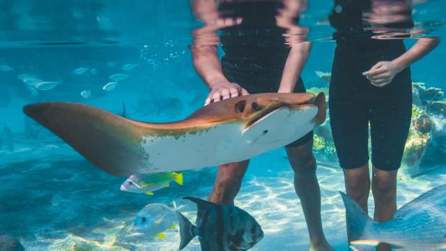 Swimming with sting rays at Discovery Cove® Grand Reef