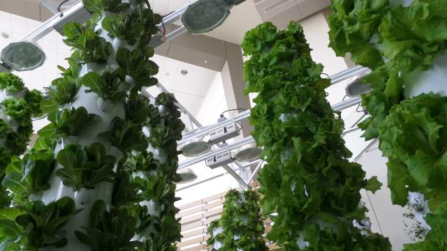 Hydroponics at the Orange County Convention Center