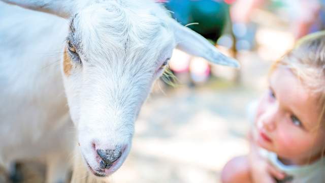 A young girl looks at a goat at Green Meadows Petting Farm.