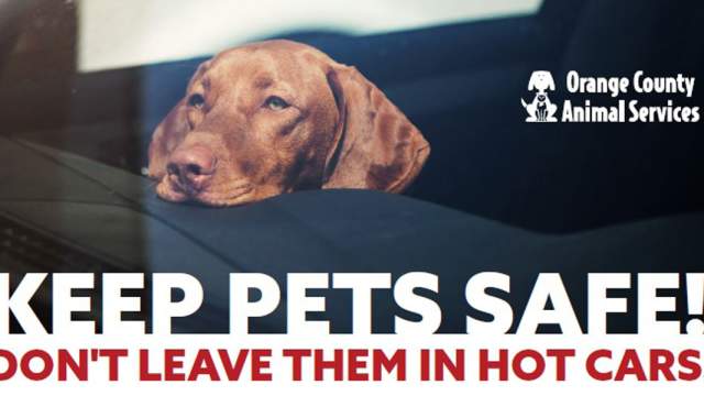 tm-keeps-pet-safe-flyer-2025