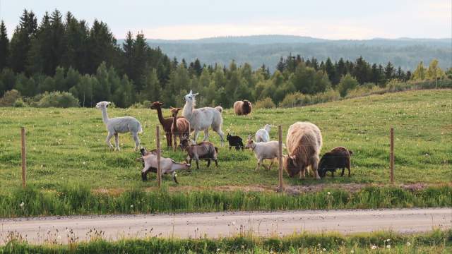 Lama sau geit ute på ett jorde sammen