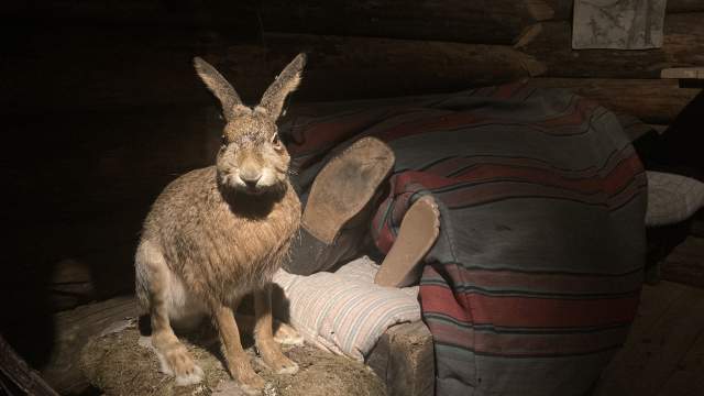 Påskeharen Lepus-Luddefina på Kanalmuseet
