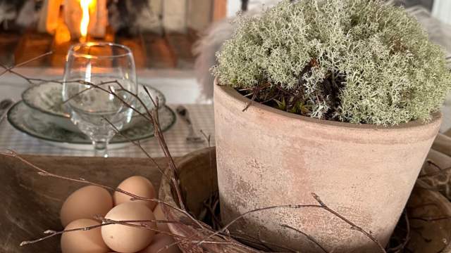 Egg reinmose i ett trau foran peisen