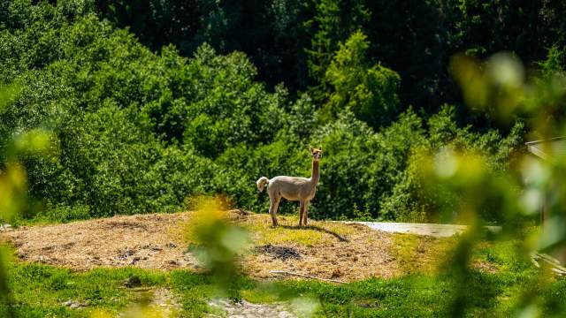 Alpakka i grønne omgivelser