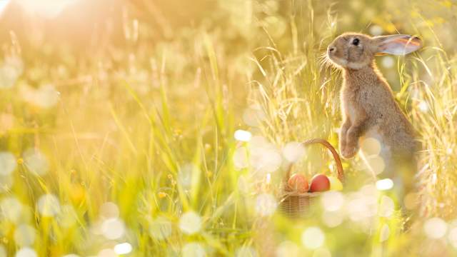En påskehare i en eng foran er kurv med egg.