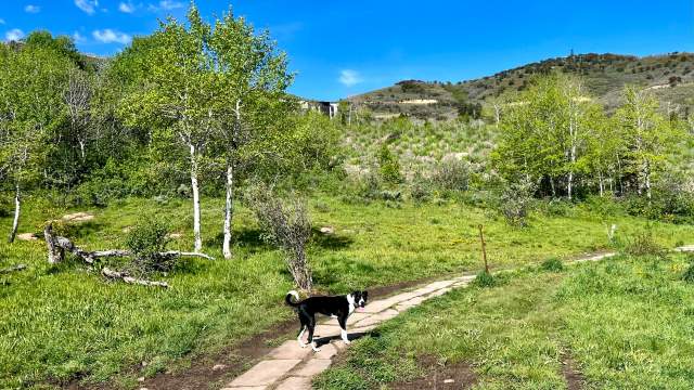 Where to Find Off Leash Dog Parks Park City UT