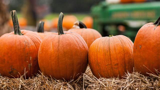Pumpkins on haybales