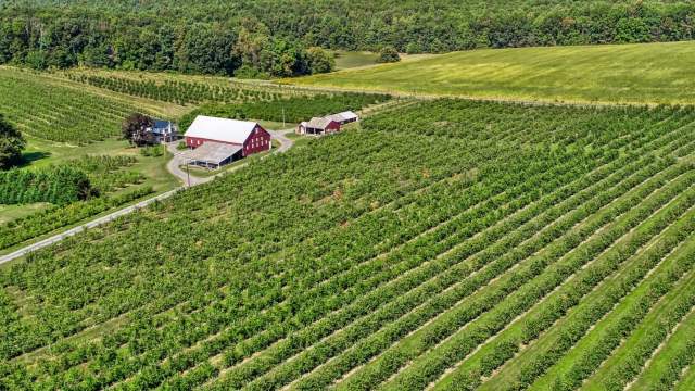 apple farm