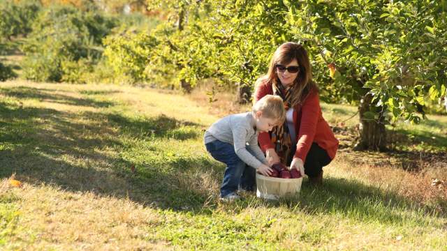 apple picking