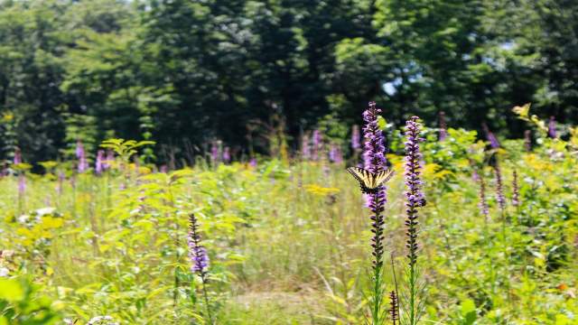 Butterflying sitting on a flower in a field filled with purple flowers on a sunny day.