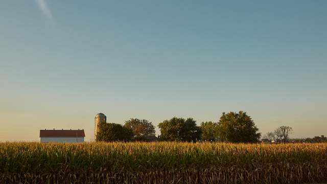 wheat fields