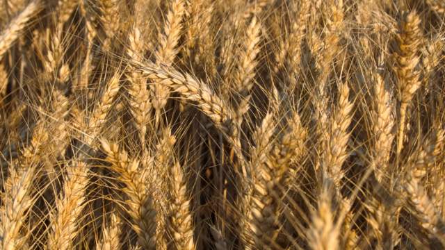wheat