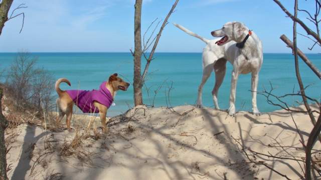 2 dogs on a beach