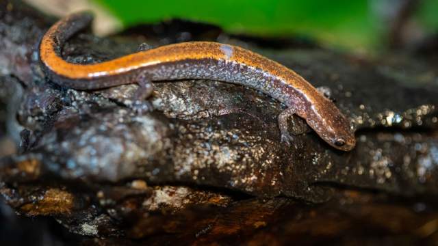 A salamander at Cowles Bog