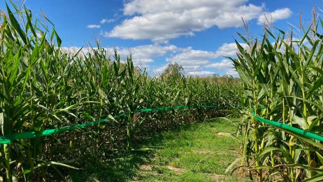 Fall Corn Maze