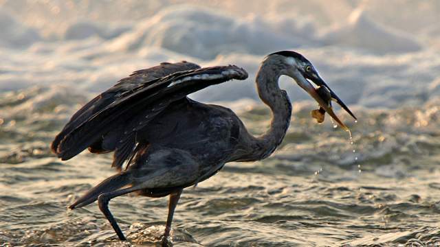 Heron fishing