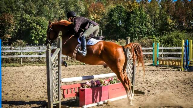 summer breeze stables