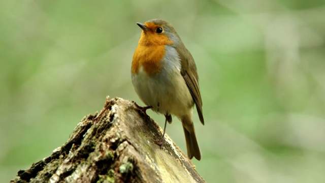 Robin on a log