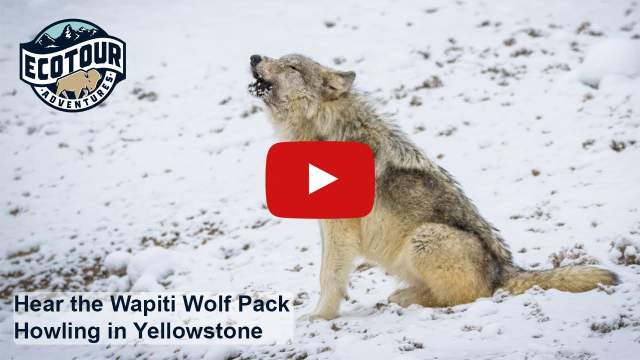 Why do Wolves Howl