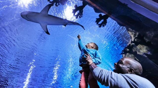 Father and son at the Loveland Living Planet Aquarium