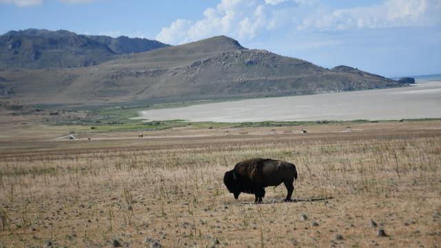 lone bison - bison roundup