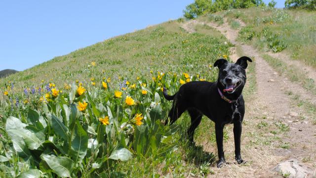 Dog on Hiking Trail Above Salt Lake