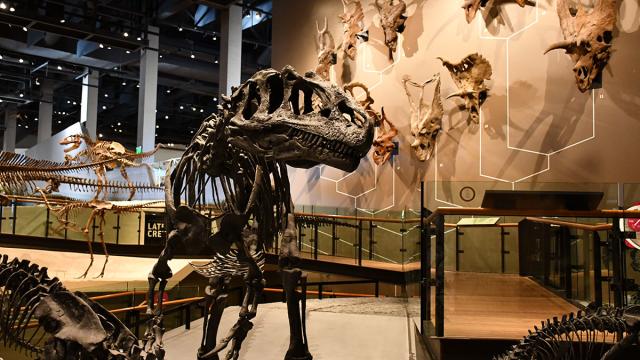 Natural History Museum of Utah Allosaurus