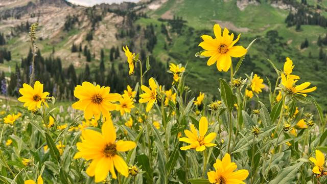 Wasatch Wildflowers