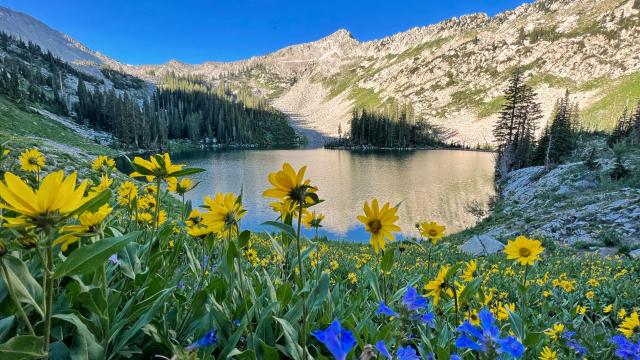 Photograph of Red Pine Lake with sunflowers in the front of the photo