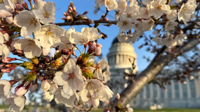 Cherry Blossoms at the Utah State Capitol