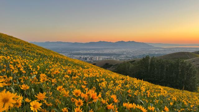 Hillside covered in yellow wildflowers with the Salt Lake valley and Oquirrh mountains across the valley at sunset