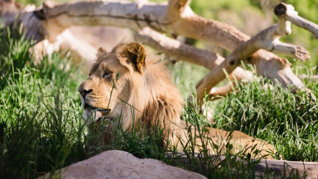 Lion at Hogle Zoo