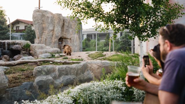 Bear at Utah's Hogle Zoo Brew