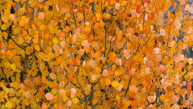 Aspen Leaves in the Fall