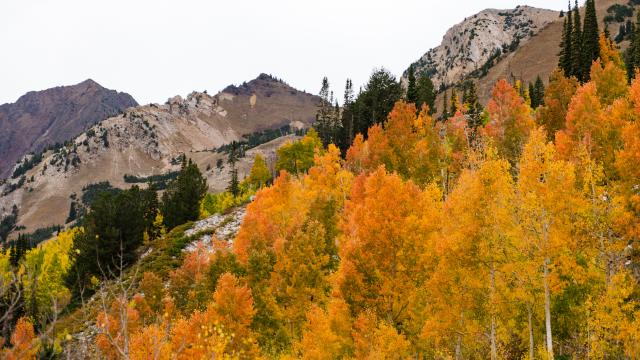 Fall Colors in Little Cottonwood Canyon