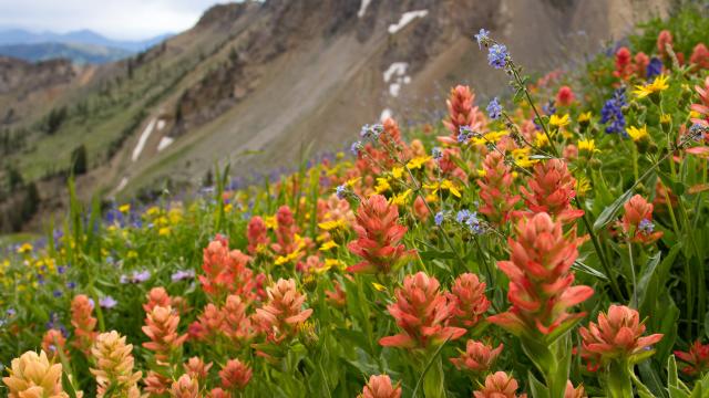 Wildflowers at Mineral Basin at Snowbird