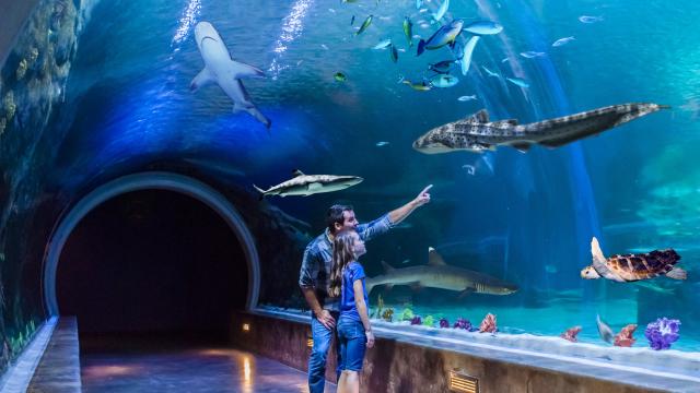 Image of a father and daughter at Loveland Living Planet Aquarium